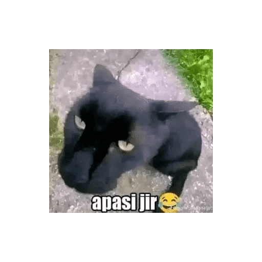 meme kucing  preview