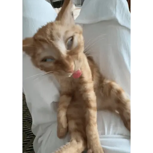 meme kucing 