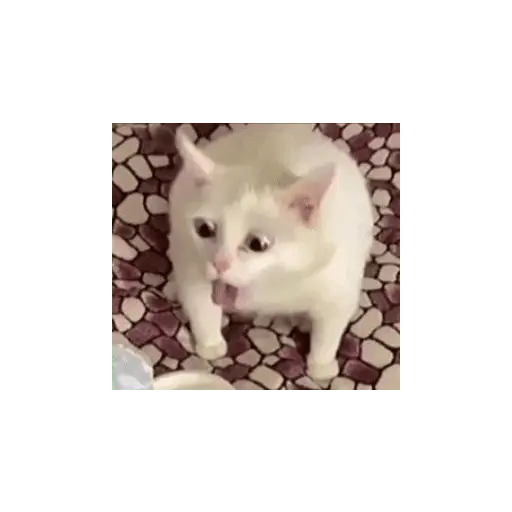 meme kucing 