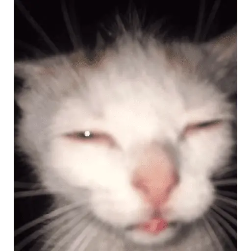 meme kucing 
