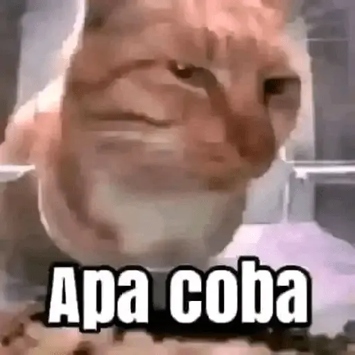 meme kucing 