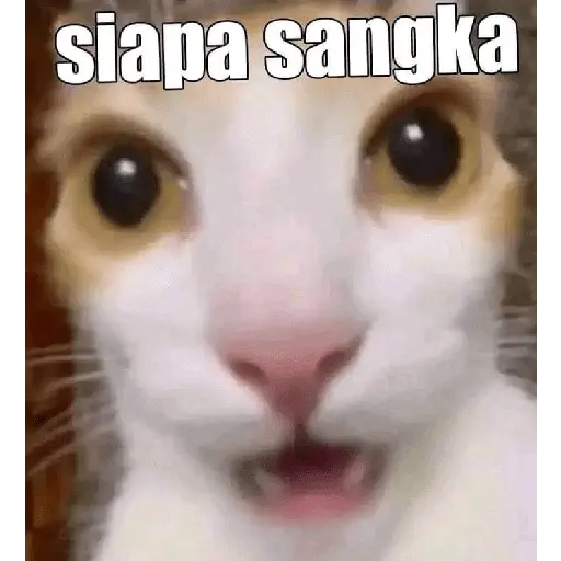 meme kucing 