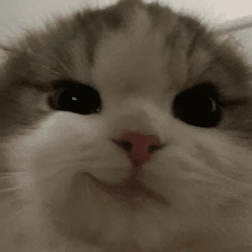 meme kucing 