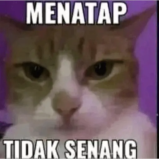 meme kucing 
