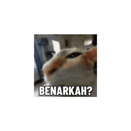 meme kucing  preview