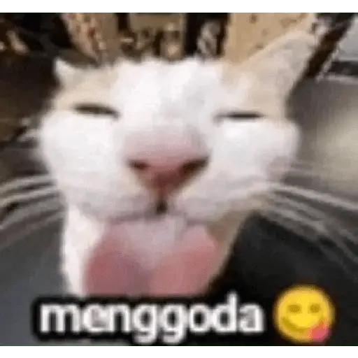 meme kucing 