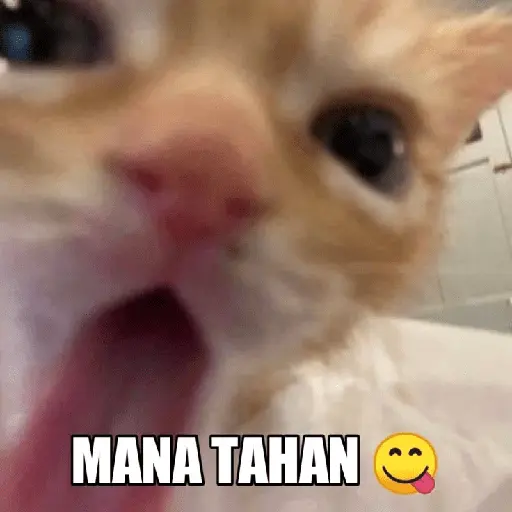 meme kucing 