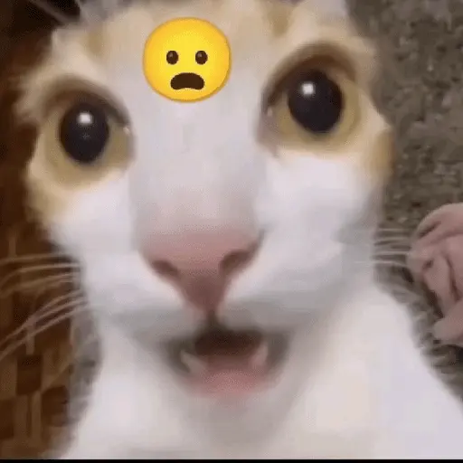 meme kucing 