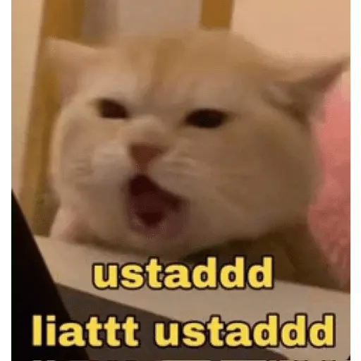 meme kucing 
