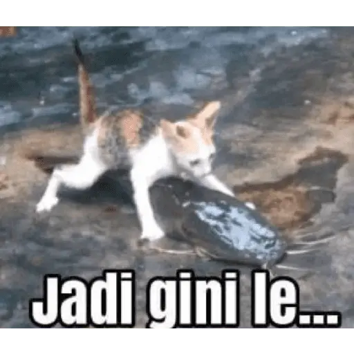 meme kucing 