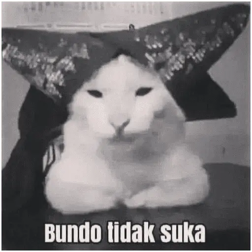 meme kucing 