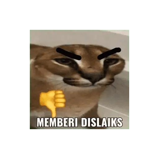 meme kucing 
