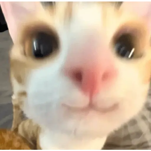 meme kucing 