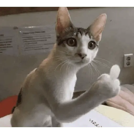 meme kucing 