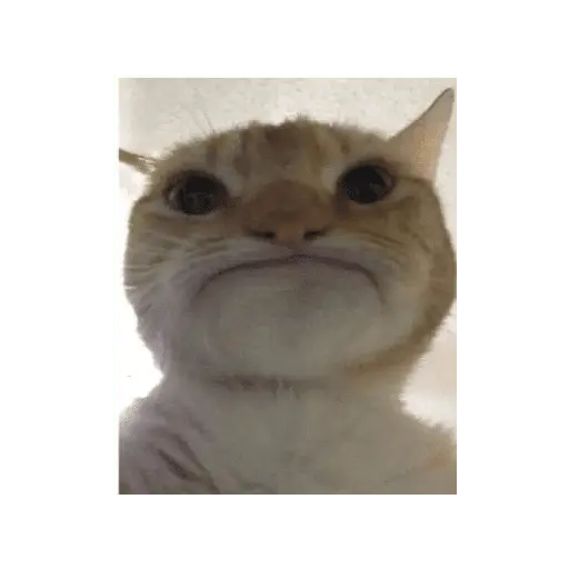 meme kucing 