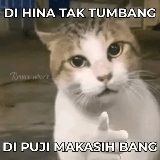 meme kucing 