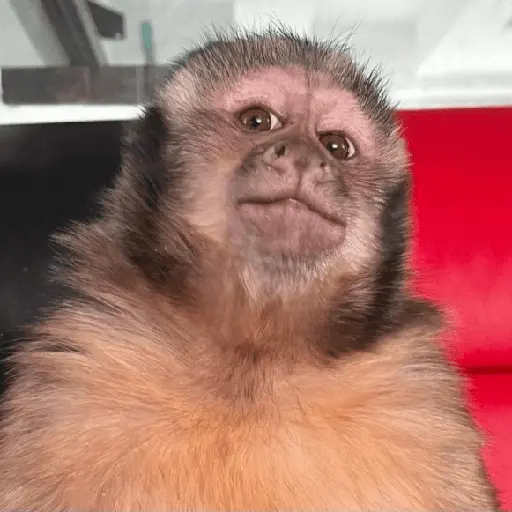 Monitos Random! 🐒