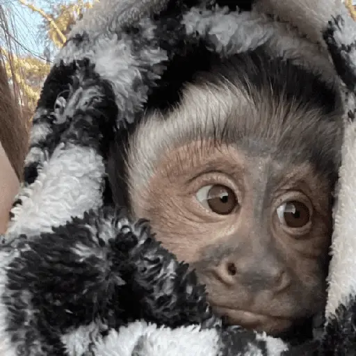 Monitos Random! 🐒