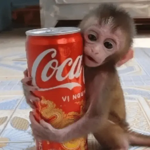 Monitos Random! 🐒
