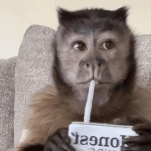 Monitos Random! 🐒