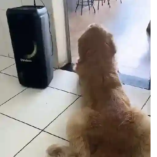 Virales de tiktok 📲