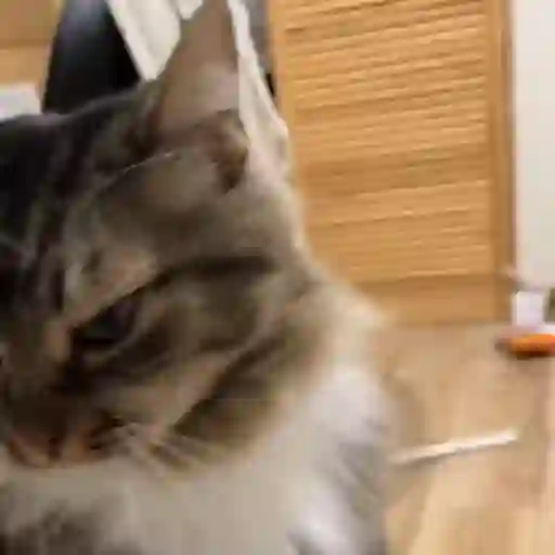 Virales de tiktok 📲