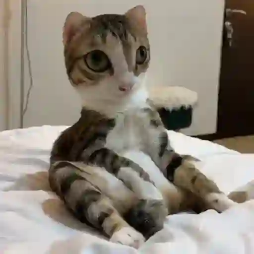 Virales de tiktok 📲