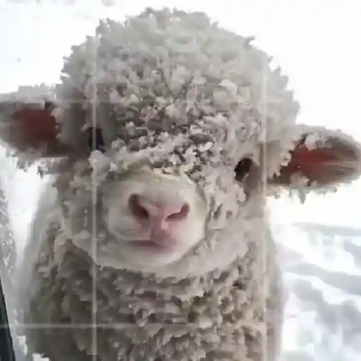 Virales de tiktok 📲