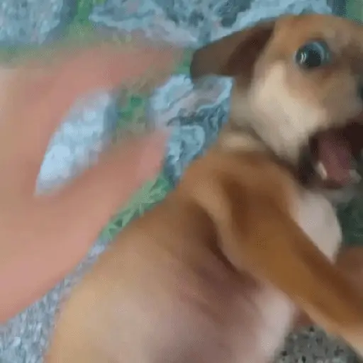 Más Animalitos!  🙊🐕
