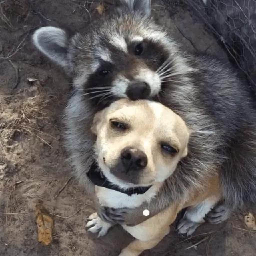 Más Animalitos!  🙊🐕