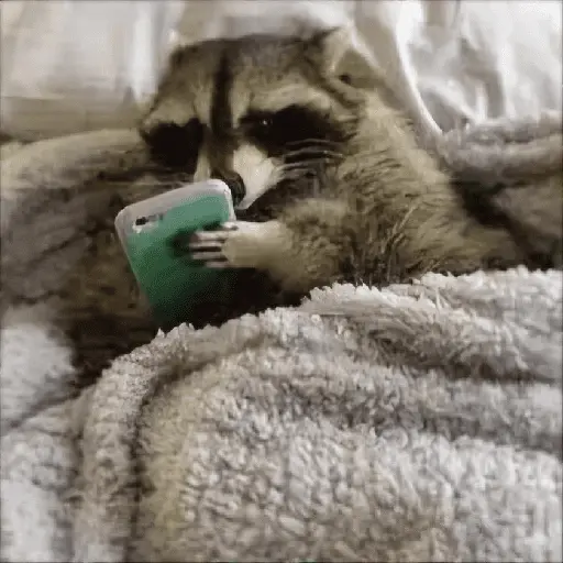 Más Animalitos!  🙊🐕
