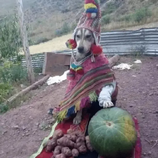 Más Animalitos!  🙊🐕