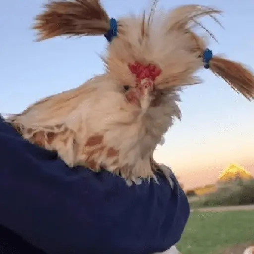 Más Animalitos!  🙊🐕