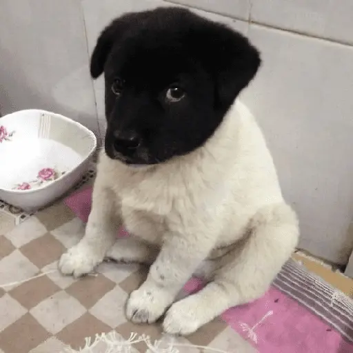 Más Animalitos!  🙊🐕