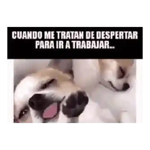 Trabajo (Memes) 🚜🔩