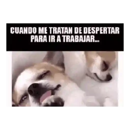 Trabajo (Memes) 🚜🔩 preview
