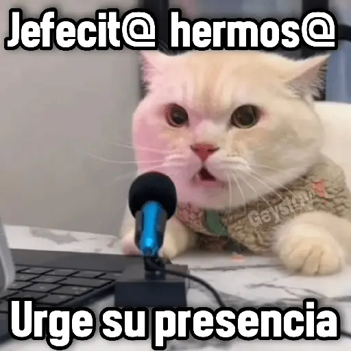 💫 conTrabajo estudio 🤣❣️