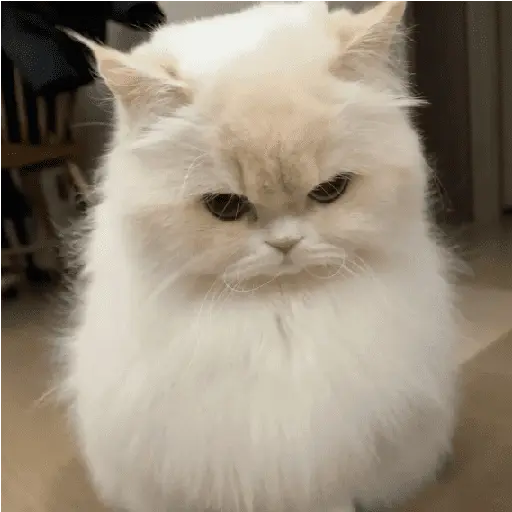 🐾 Gatitos Anti-Depresivos #➌
