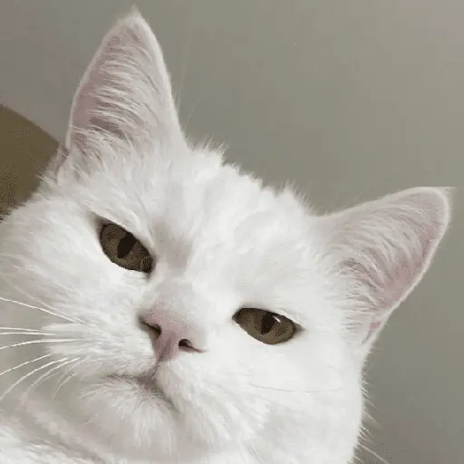 🐾 Gatitos Anti-Depresivos #➌