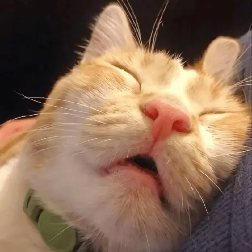 🐾 Gatitos Anti-Depresivos #➌