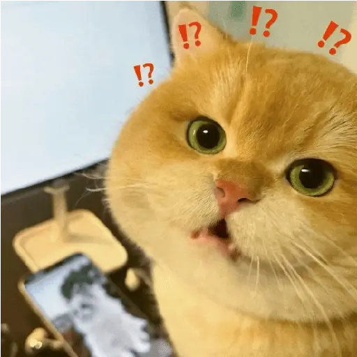 🐾 Gatitos Anti-Depresivos #➌