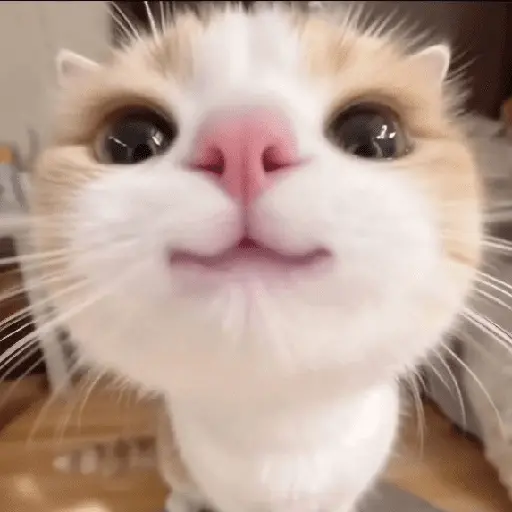 🐾 Gatitos Anti-Depresivos #➌