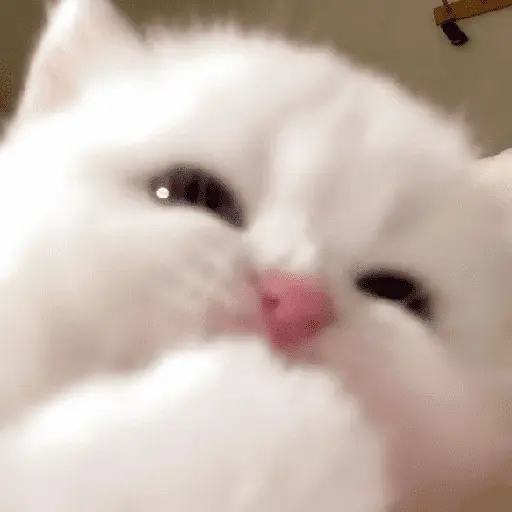 🐾 Gatitos Anti-Depresivos #➌