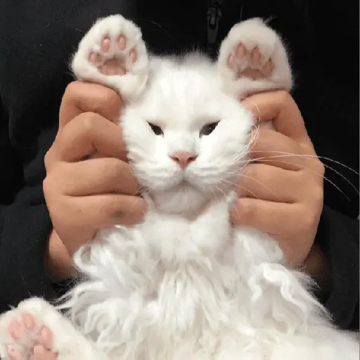 🐾 Gatitos Anti-Depresivos #➌