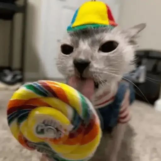 Gatos Random 2😼🪷