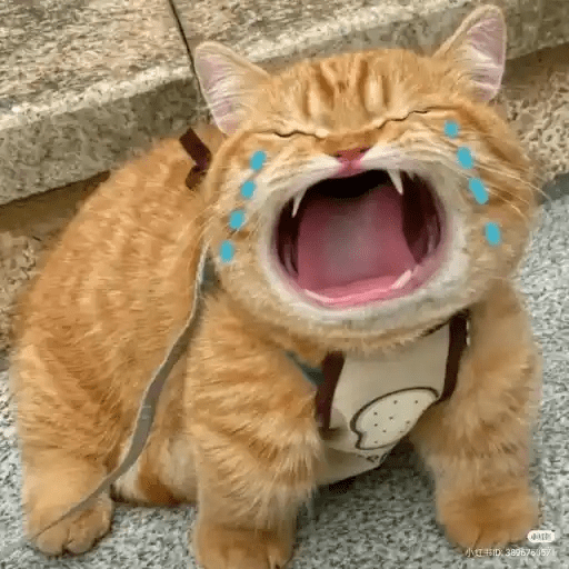 Gatos Random 2😼🪷 preview