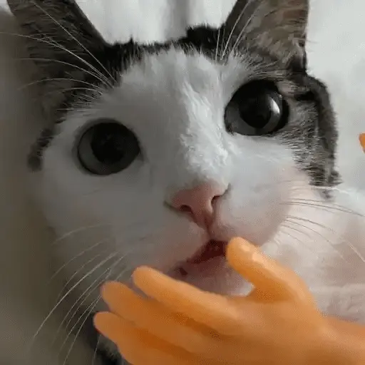 Gatos Random 2😼🪷