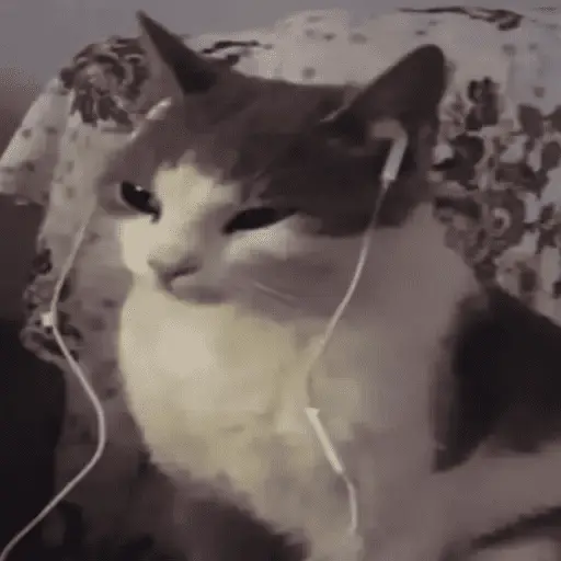 Gatos Random 2😼🪷
