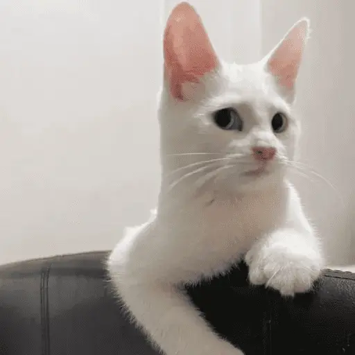 Gatos Random 2😼🪷