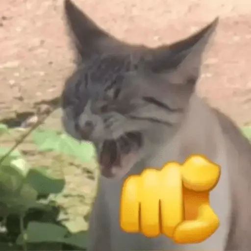 Gatos Random 2😼🪷
